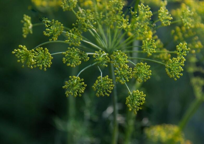 Dill seeds for the preparation of medicinal tinctures for cervical osteochondrosis